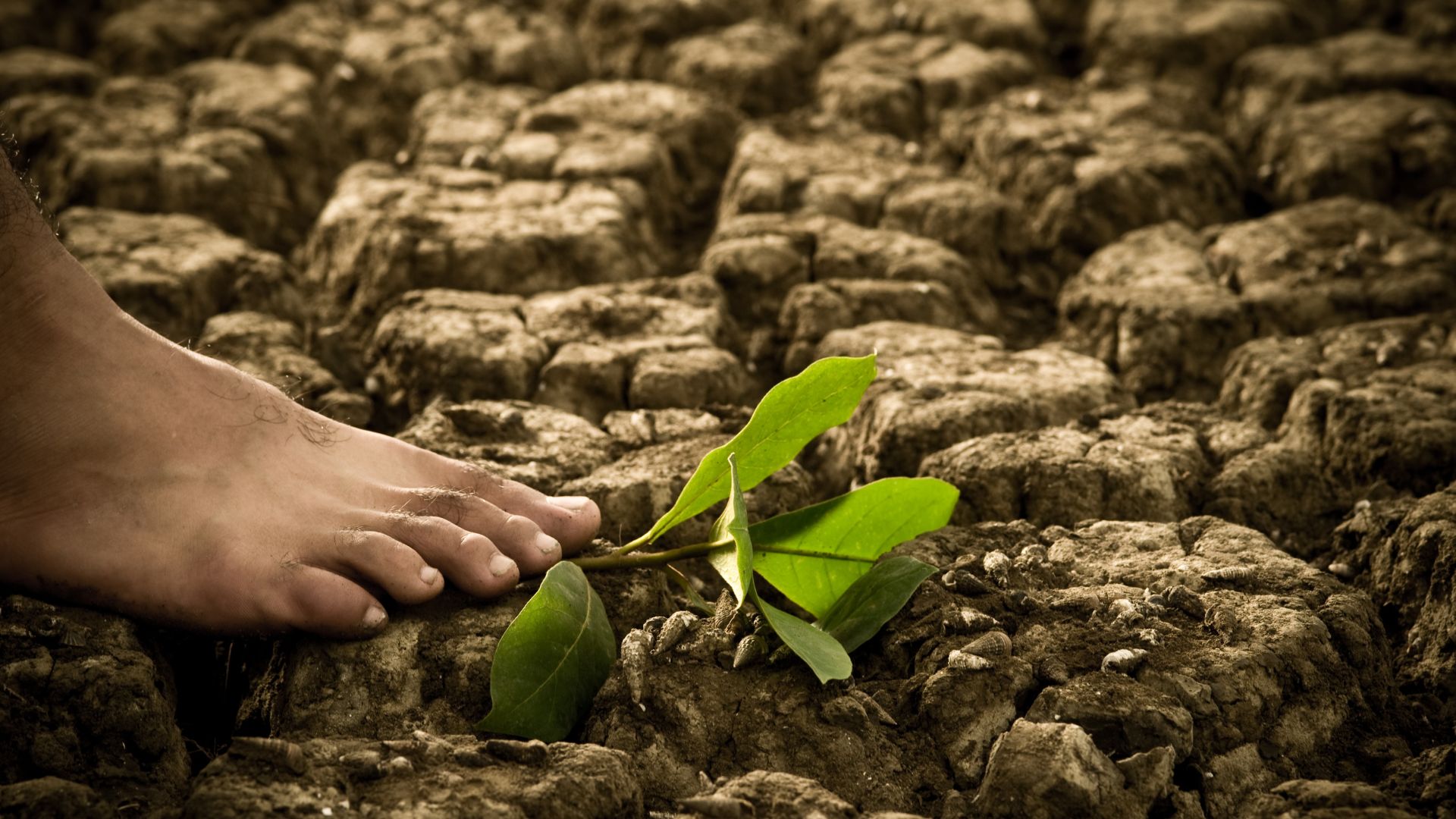 Réchauffement climatique