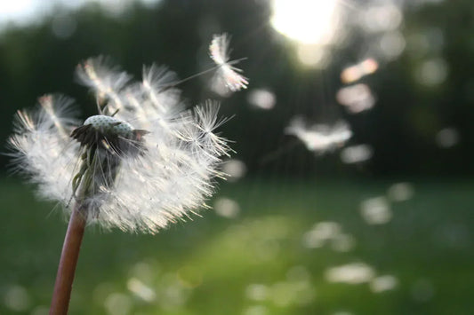 Comment puis-je me protéger contre les allergies saisonnières en extérieur ?