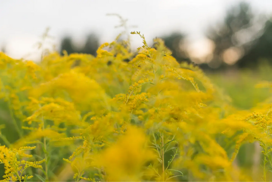 feuilles d'ambroisie jaune dans un champ