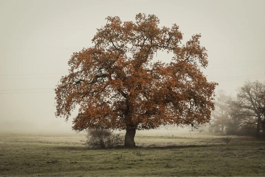 Chêne vieux au milieu d'un champ avec du brouillard dans le fond