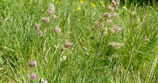 dactyle aggloméré dans un champ en période de pollinisation