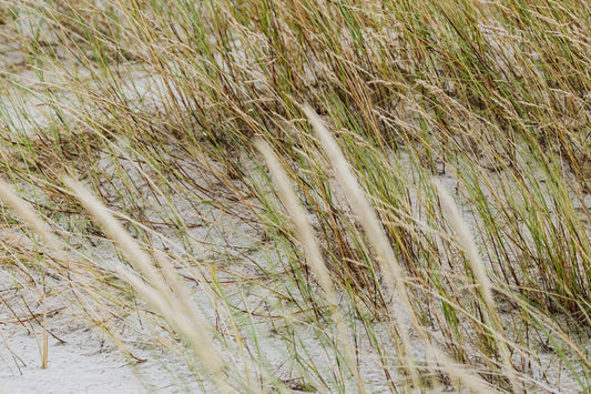 graminée sur une étendu de sable