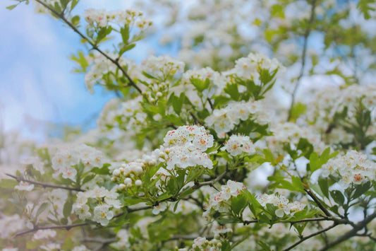 Branches d’arbre couvertes de petites fleurs blanches en pleine floraison, avec des feuilles vertes et un ciel bleu en arrière-plan.