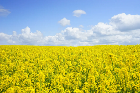 champ de fleur jaune avec du pollen qui s'en dégage
