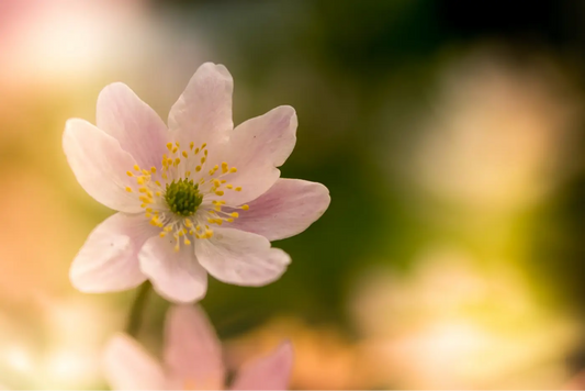 fleur rose éclose qui a du pollen sur ses graines