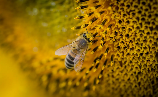 abeille qui butine une fleur pour prendre le pollen